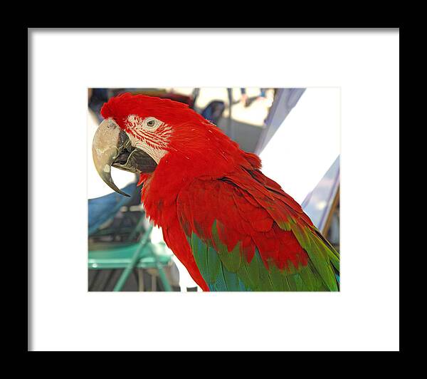 Parrot Framed Print featuring the photograph Red Head by Barbara McDevitt