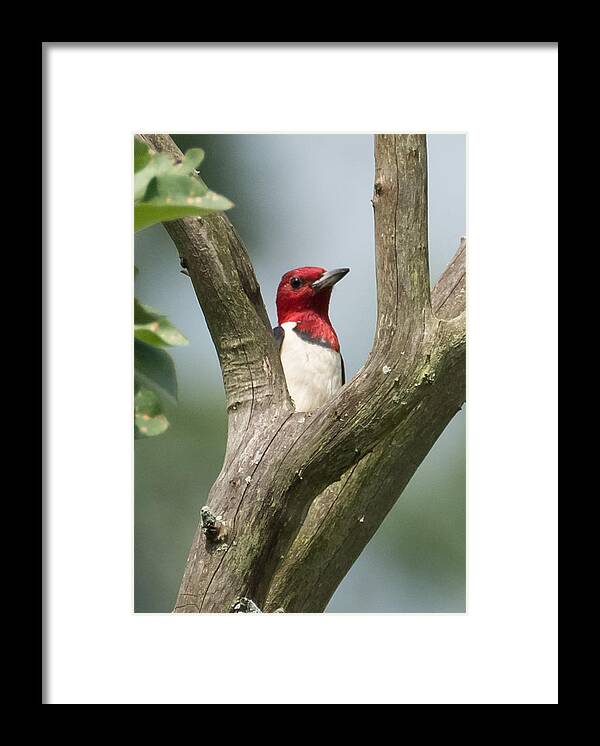 Red-headed Woodpecker Framed Print featuring the photograph Red-Headed Woodpecker by Holden The Moment