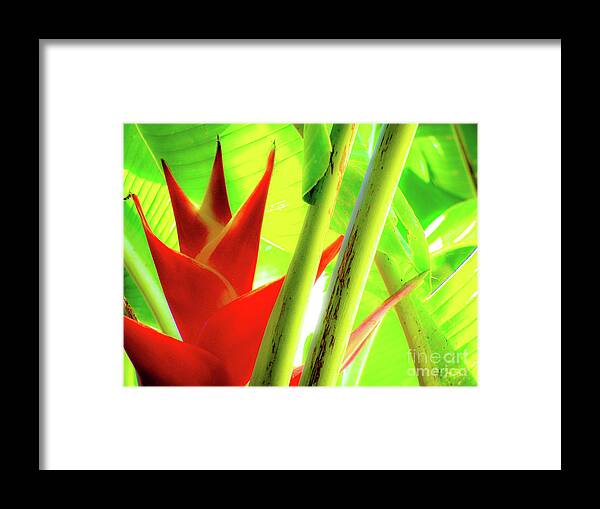  Framed Print featuring the photograph Red Heliconia by D Davila