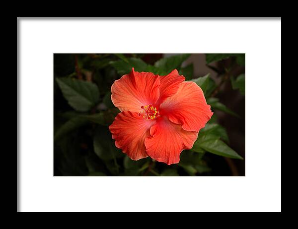 Hibiscus Framed Print featuring the photograph Red Hibiscus 2 by Frank Mari