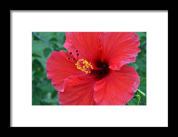 Flower Framed Print featuring the photograph Red Hibiscus 1 by Amy Fose