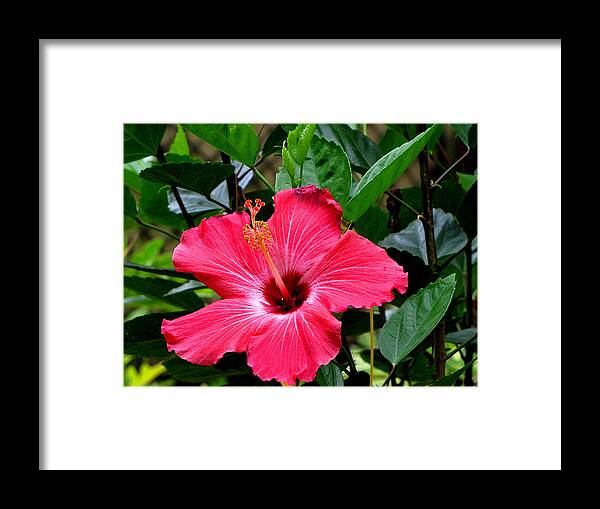 Hibiscus Framed Print featuring the photograph Red Hibiscus by Christopher Mercer