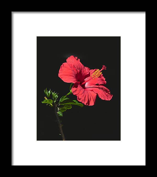 Black Framed Print featuring the photograph Red Hibiscus by Dawn Key