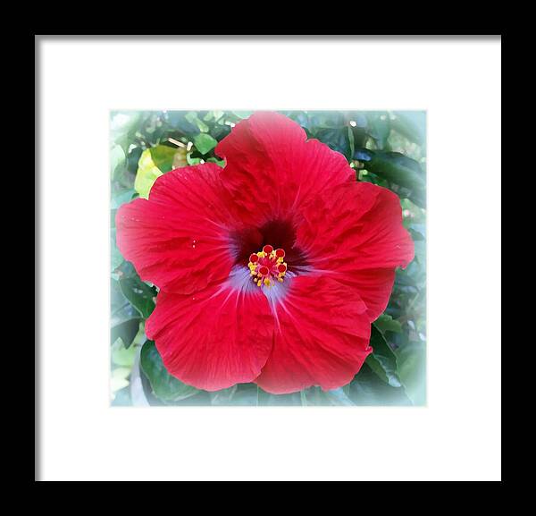 Flower Framed Print featuring the photograph Red Hibiscus Portrait by Stacie Siemsen