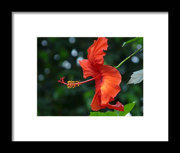 Flower Framed Print featuring the photograph Red Hibiscus by Valerie Ornstein