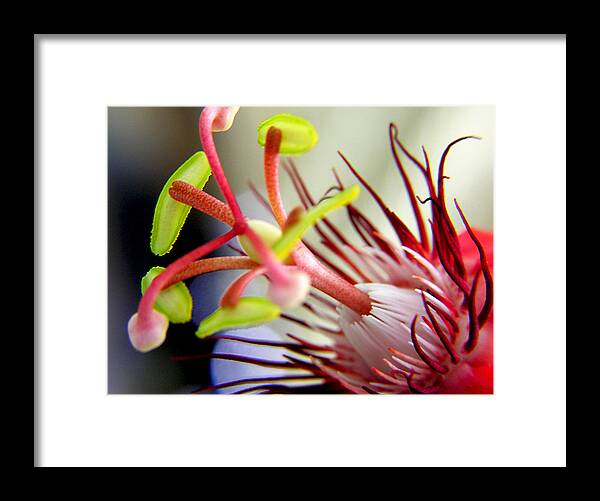 Flowers Framed Print featuring the photograph Red Hot Passion by Adam Johnson
