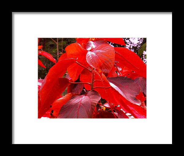 Red Framed Print featuring the photograph Red by Ian MacDonald