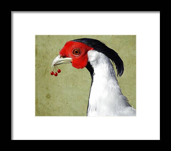 Pheasant Framed Print featuring the photograph Red by Jan Piller