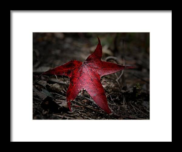 Leaf Framed Print featuring the photograph Red by Karen Harrison Brown
