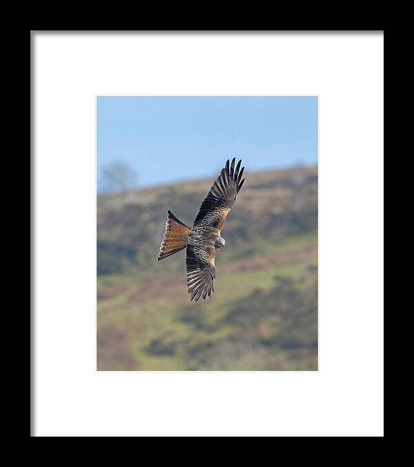 Red Framed Print featuring the photograph Red Kite by Pete Walkden