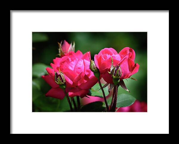 Red Knock-out Roses Framed Print featuring the photograph Red Knock-out Roses by Debra Martz