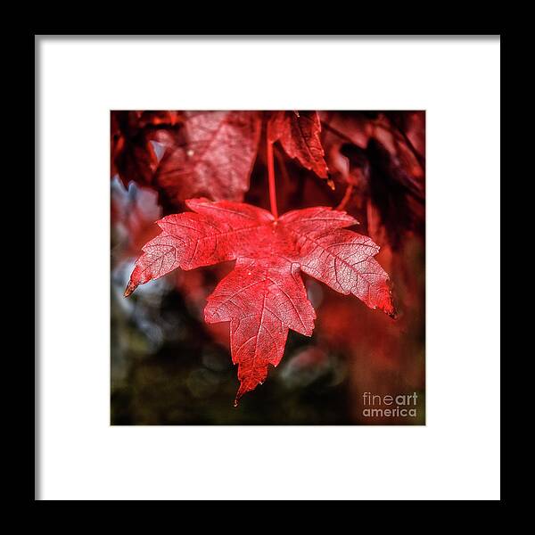Maple Framed Print featuring the photograph Red Leaf by Robert Bales