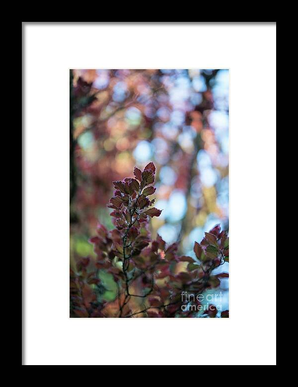 Leaves Framed Print featuring the photograph Red Leaves Abstract by Mike Reid