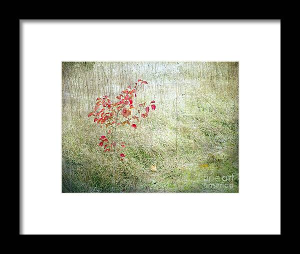 Red Leaves Framed Print featuring the photograph Red Leaves Amongst Grass by Tamara Becker
