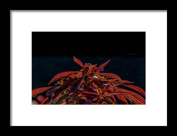 Japanese Maple Framed Print featuring the photograph Red Leaves by Bill Posner