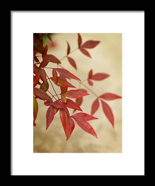 Red Leaves Framed Print featuring the photograph Red Leaves by Bob Coates