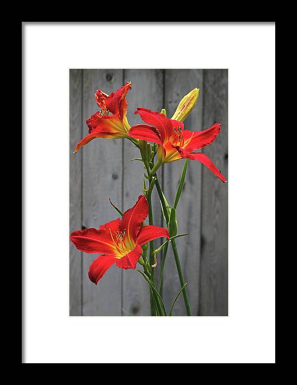 Lily Framed Print featuring the photograph Red Lilies by Juergen Roth