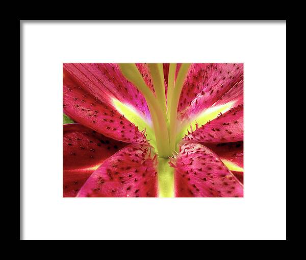 Nature Framed Print featuring the photograph Red Lily Closeup by Linda Carruth