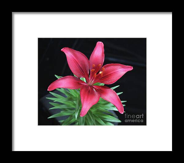 Botanical Framed Print featuring the photograph Red Lily by Dodie Ulery