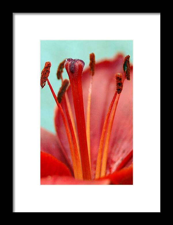 Flower Framed Print featuring the photograph Red Lily Reach by Amy Fose