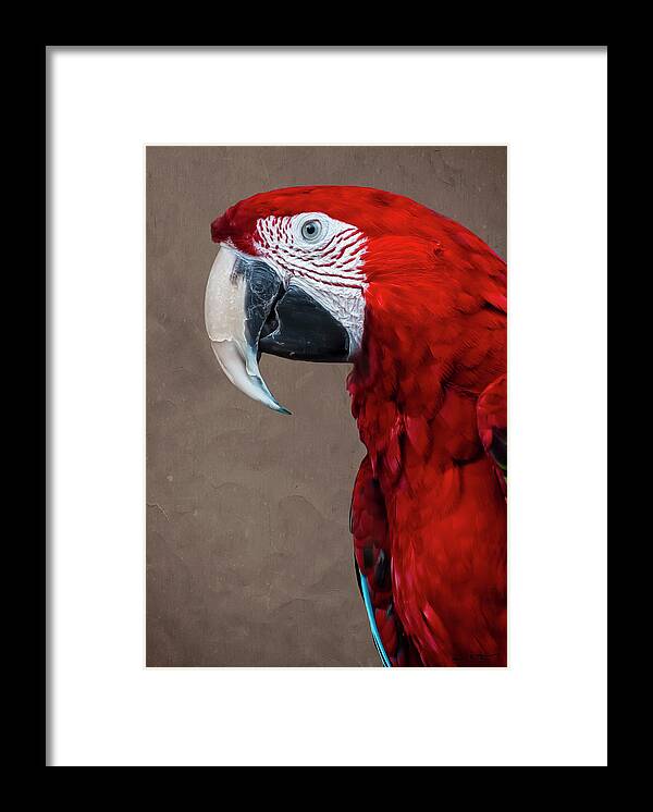 Bird Framed Print featuring the photograph Red Macaw by Mark Myhaver