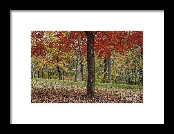 Red Maple Framed Print featuring the photograph Red Maple and Yellow Trees by Tamara Becker
