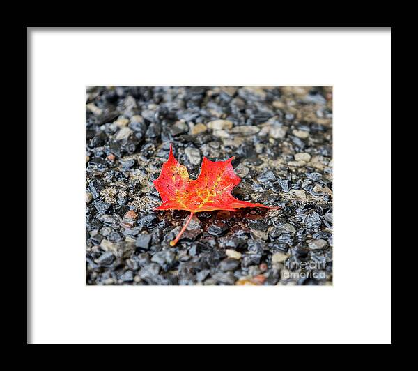 Maple Framed Print featuring the photograph Red Maple by Phil Spitze