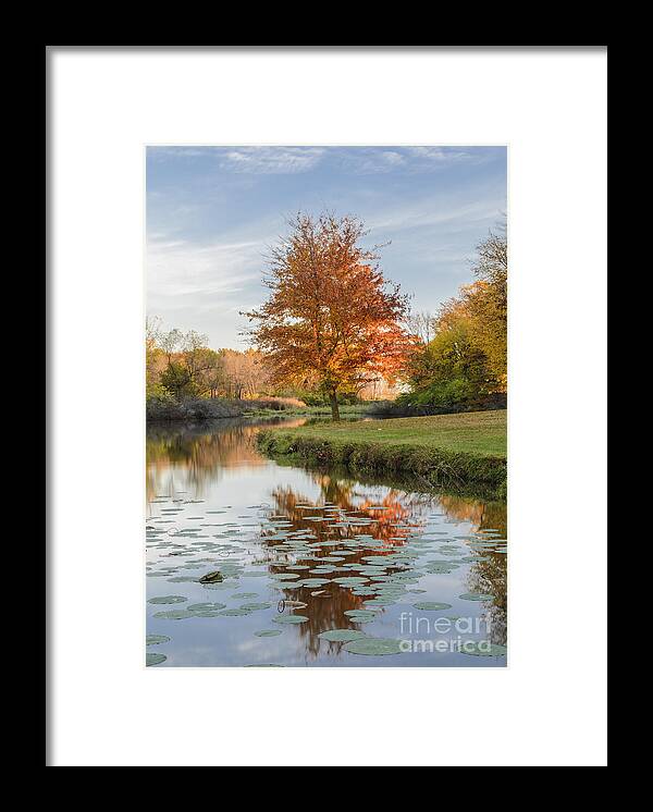 Red Maple Tree Framed Print featuring the photograph Red Maple Tree Reflection at Sunrise by Tamara Becker