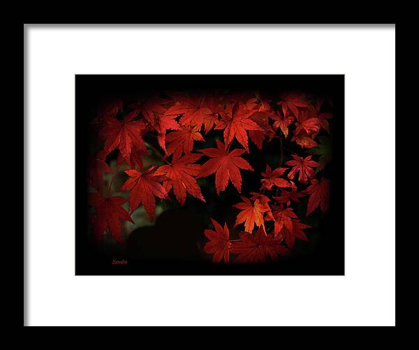 Red Framed Print featuring the photograph Red Momiji by Eena Bo