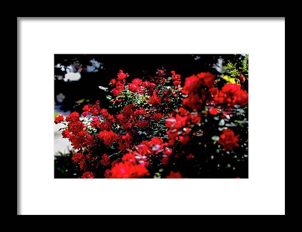 Flowers Framed Print featuring the digital art Red on Red by Ed Stines