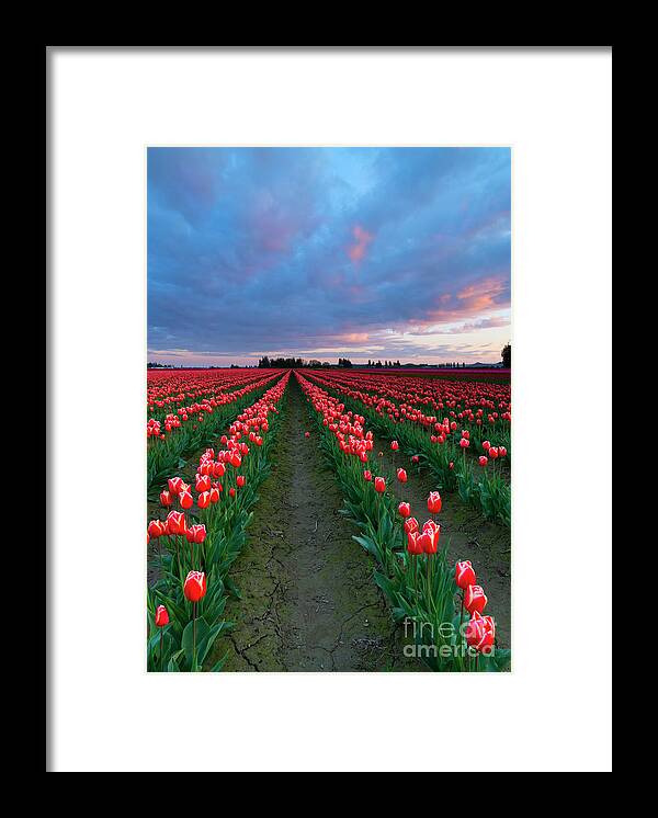 Tulips Framed Print featuring the photograph Red on Red by Michael Dawson