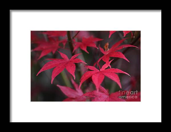 Red Framed Print featuring the photograph Red palms by Yumi Johnson