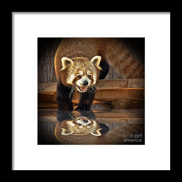 Red Panda Framed Print featuring the photograph Red Panda altered version by Jim Fitzpatrick