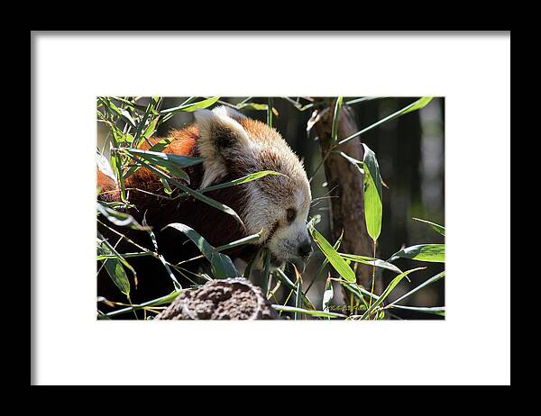 Panda Framed Print featuring the photograph Red Panda by ChelleAnne Paradis