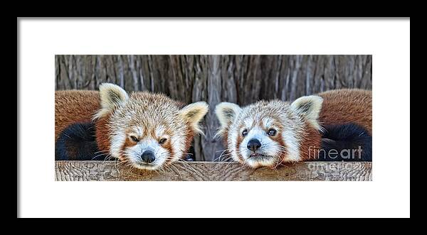 Red Panda Framed Print featuring the photograph Red Pandas Hanging Out Together by Jim Fitzpatrick