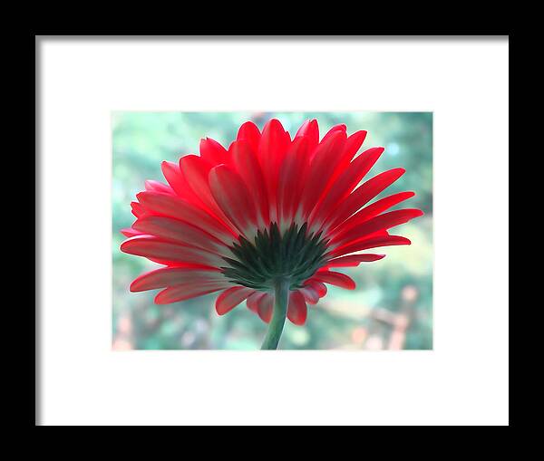 Backside Framed Print featuring the photograph Red Petals by David T Wilkinson