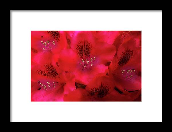 Flowers Framed Print featuring the photograph Red Petals by Mike Eingle