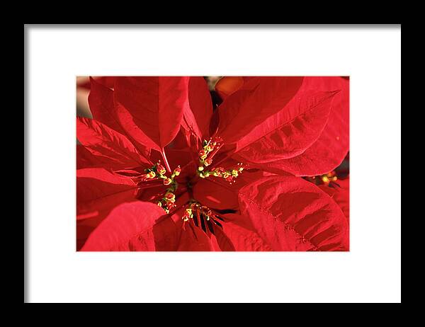 Red Poinsettia Close-up Framed Print featuring the photograph Red Poinsettia Macro by Sally Weigand