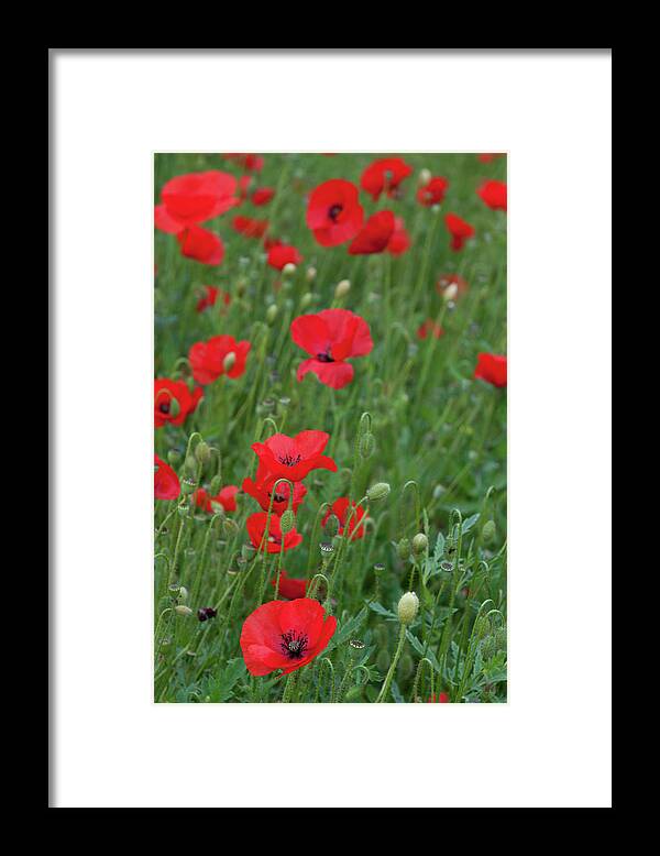 Poppy Framed Print featuring the photograph Red poppie anemone field by Michalakis Ppalis