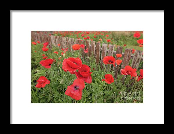 Flowers Framed Print featuring the photograph Red Poppies by Cathy Alba