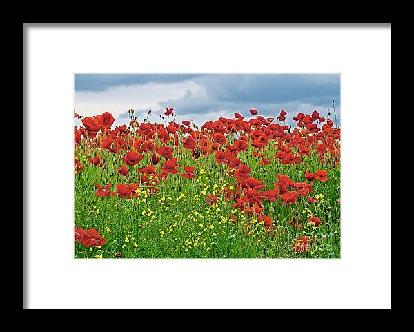 Red Poppy Framed Print featuring the photograph Red Poppies by Martyn Arnold