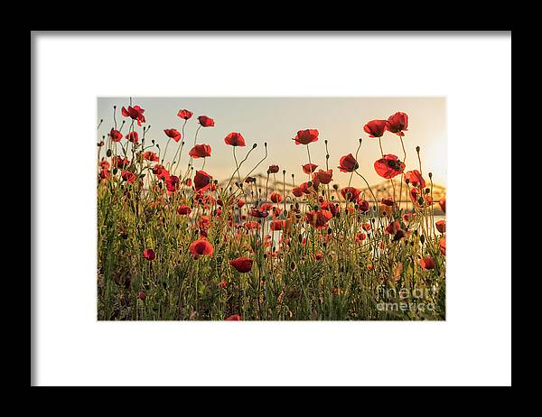Poppy Framed Print featuring the photograph Red poppy flowers and Natchez bridge by Patricia Hofmeester