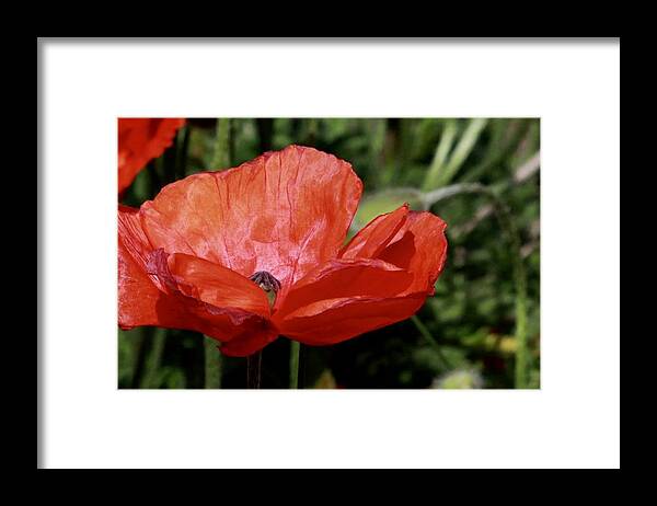 Flower Framed Print featuring the photograph Red Poppy by Sarah Lilja