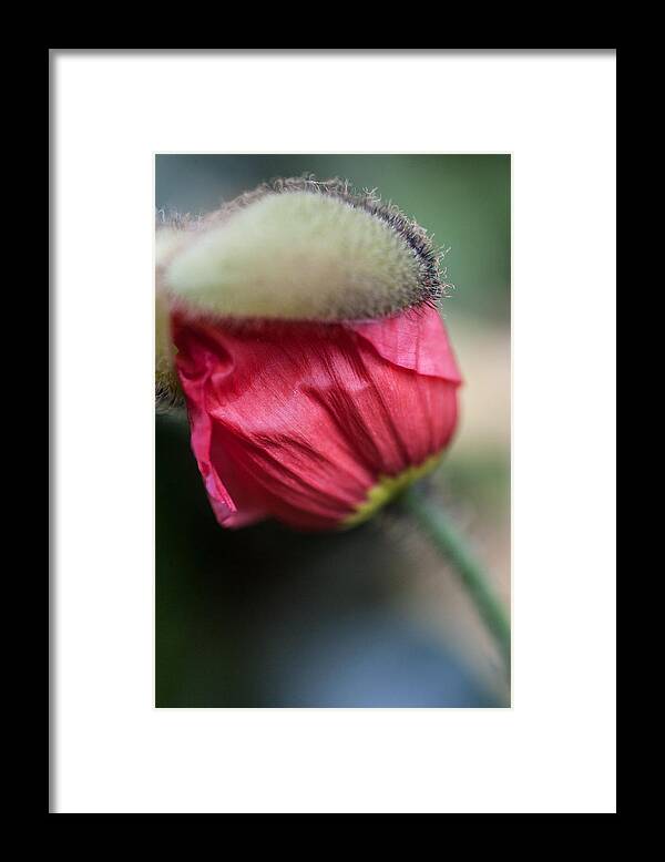 Flowers & Plants Framed Print featuring the photograph Red poppy sneaking out by Jeff Folger