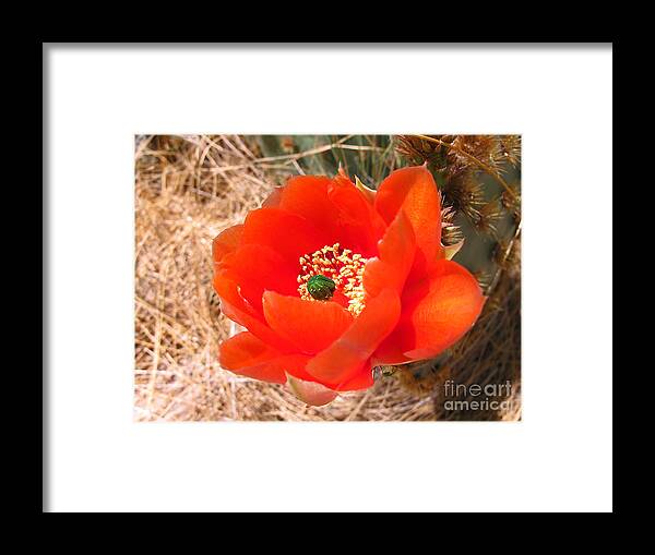 Prickly Pear Framed Print featuring the photograph Red Prickly Pear Flower by Kelly Holm
