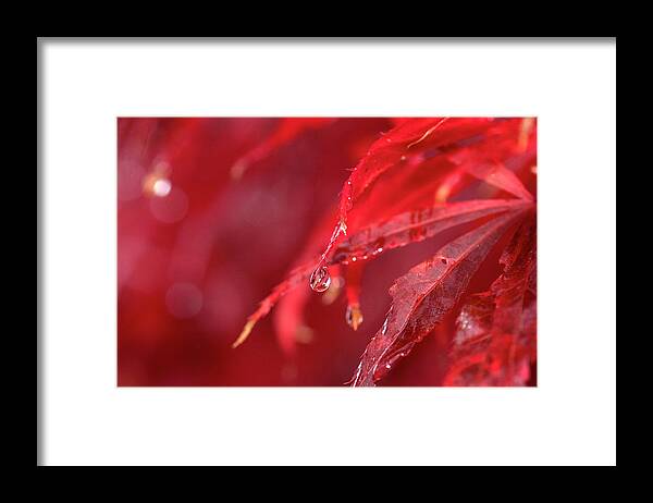 Macro Framed Print featuring the photograph Red Rain Drops by Matt McDonald