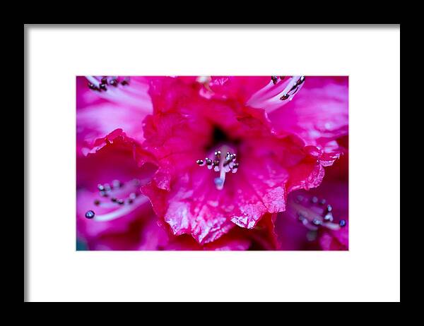 Red Framed Print featuring the photograph Red Rhododendron by Frank Tschakert