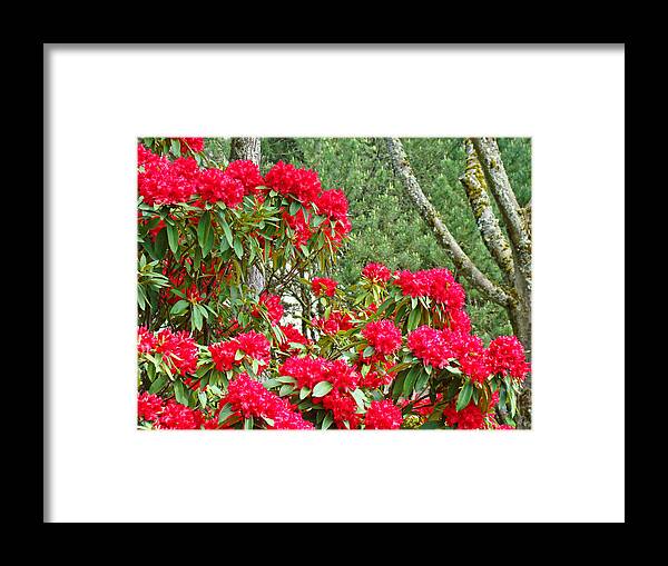 Rhodies Framed Print featuring the photograph Red Rhododendron Garden art prints Rhodies Landscape Baslee Troutman by Patti Baslee