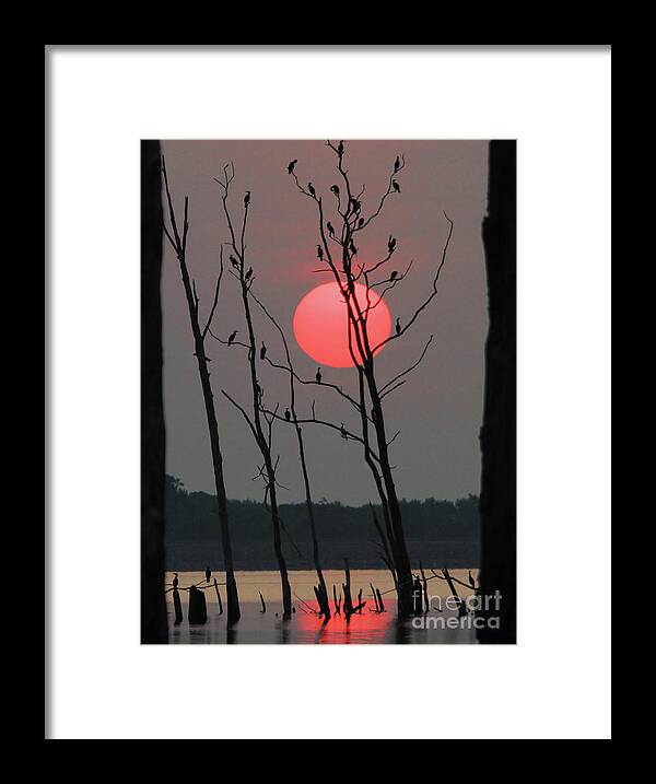 Sunrise  Framed Print featuring the photograph Red Rise Cormorants by Roger Becker