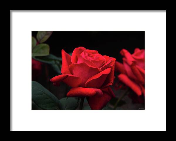 Rose Framed Print featuring the photograph Red Rose 014 by George Bostian
